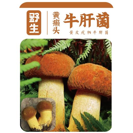 云山夏珍 鲜制云南野生黄牛肝菌 商品图1