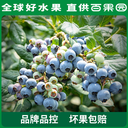 A级-蓝雾蓝莓（大）125g 6盒家庭装 商品图4