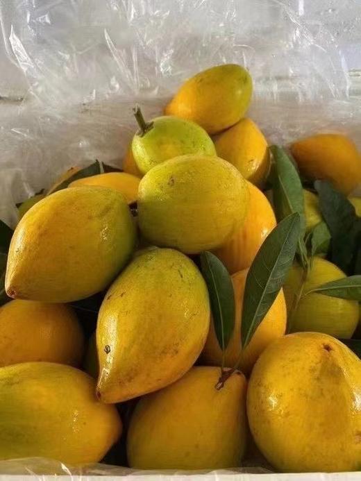 吃起来又沙又粉糯😍像吃鸡蛋黄味的板栗 满满水果的香味【海南特色鸡蛋果5斤（净果）礼盒装】京东/顺丰陆运随机 商品图5