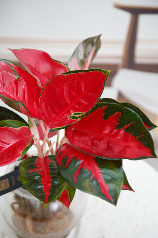 东方红 商品图1