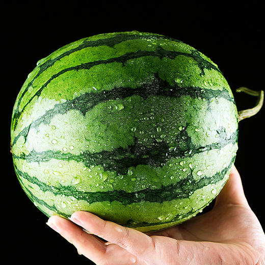 【分仓直发包邮】山东2K手撕小糖丸西瓜4.3-4.5斤（2-3个） 商品图1