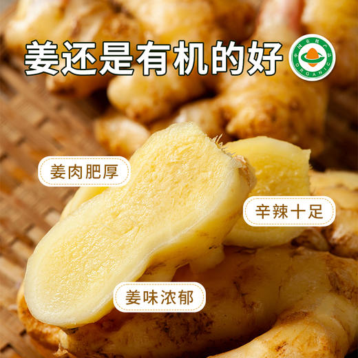云南有机小黄姜 | 产自云南文山 荣获中国有机证明 颜色黄亮 不黑心不烂牙 姜味浓郁 口感辛辣 营养丰富 百搭调料 商品图2