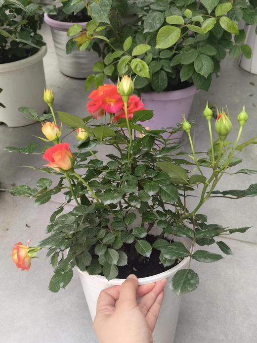 【多头月季盆栽】180#果汁阳台1盆+180#二乔月季1盆+送肥料1包/份（园艺盆发货） 商品图5