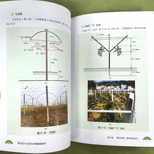 图说阳光玫瑰葡萄关键栽培技术 商品图3