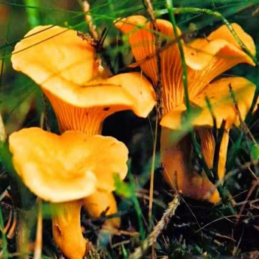 林端上品 鲜制云南野生鸡油菌 商品图5