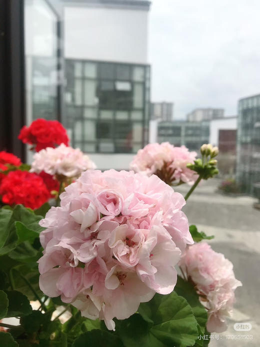 【绿植现货】绣球天竺葵20（开花机器 现货 下单即可到店自提） 商品图6