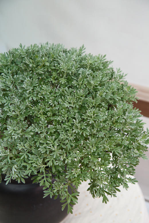 造型芙蓉菊 商品图2