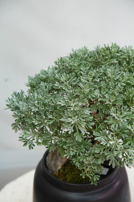 造型芙蓉菊 商品图1