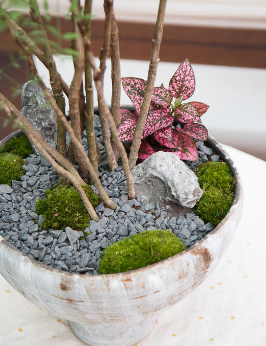 南天竹 商品图1