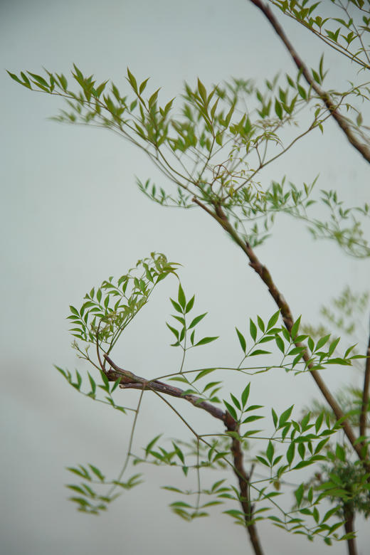 南天竹 商品图1