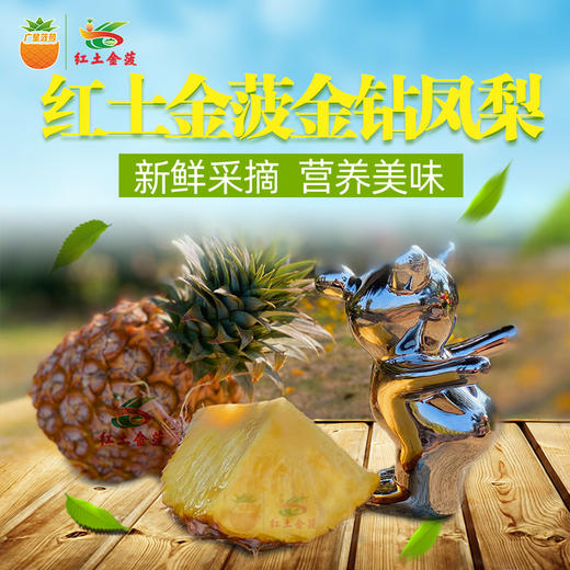 【广垦优品】广垦红星农场 | 红土金菠金钻凤梨 | 脆爽多汁 | 多规格选择 商品图1