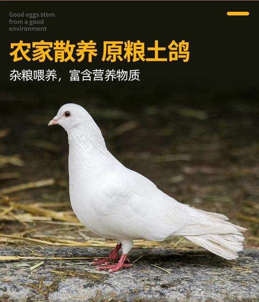 【顺丰包邮】买2送1️只，3只到手79.9生态散养肉鸽子一鸽胜九鸡肉质紧实鲜美现宰现发顺丰基地直邮 商品图2