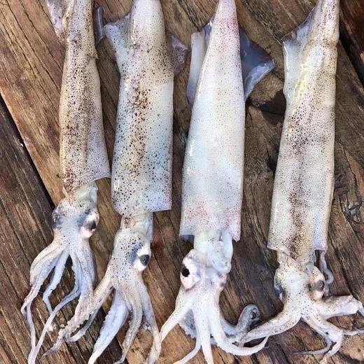 【京东包邮】450g*4盘79笔管鱼鲜活冷冻保留原浆原色零冰衣鲜度和肉质的韧劲基地直邮 商品图1