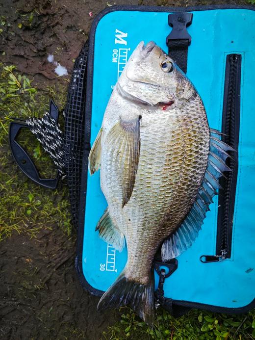 港岛姑娘 海钓海捕黑鲷鱼黑翅鱼色泽鲜亮极速冷链包邮到家活冻 商品图1