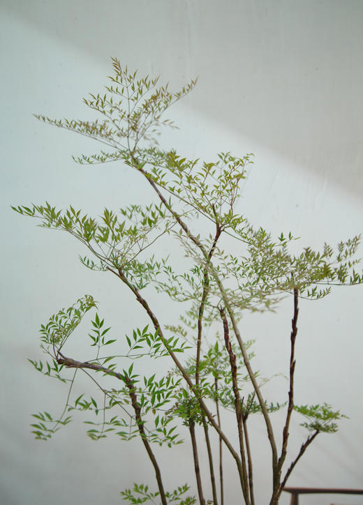 南天竹 商品图2