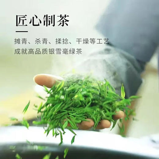 2025年中茶（早春）银雪毫绿茶150g 商品图4