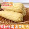 【超值10只装】内蒙特产甜糯玉米 草原黄金小玉米 内蒙赤峰娃娃玉米130g*10穗亮袋真空锁鲜装 商品缩略图1