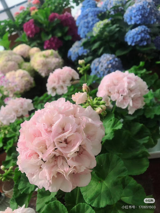 【绿植现货】绣球天竺葵20（开花机器 现货 下单即可到店自提） 商品图1