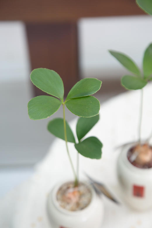 墨西哥铁 商品图1