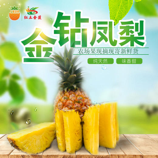 【广垦优品】广垦红星农场 | 红土金菠金钻凤梨 | 脆爽多汁 | 多规格选择 商品图0