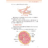 全3册 结构针灸解剖基础与刺法精要（肌肉分册）+结构针灸解剖基础与刺法精要（周围神经分册）+ 结构针灸刺法经验(配增值)3本套装 商品缩略图4