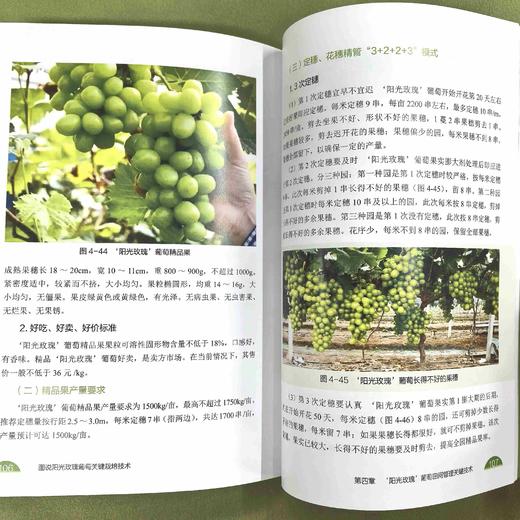 图说阳光玫瑰葡萄关键栽培技术 商品图4