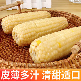 【超值10只装】内蒙特产甜糯玉米 草原黄金小玉米 内蒙赤峰娃娃玉米130g*10穗亮袋真空锁鲜装