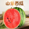 【分仓直发包邮】山东2K手撕小糖丸西瓜4.3-4.5斤（2-3个） 商品缩略图0