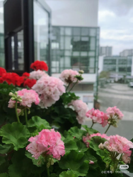 【绿植现货】绣球天竺葵20（开花机器 现货 下单即可到店自提） 商品图8