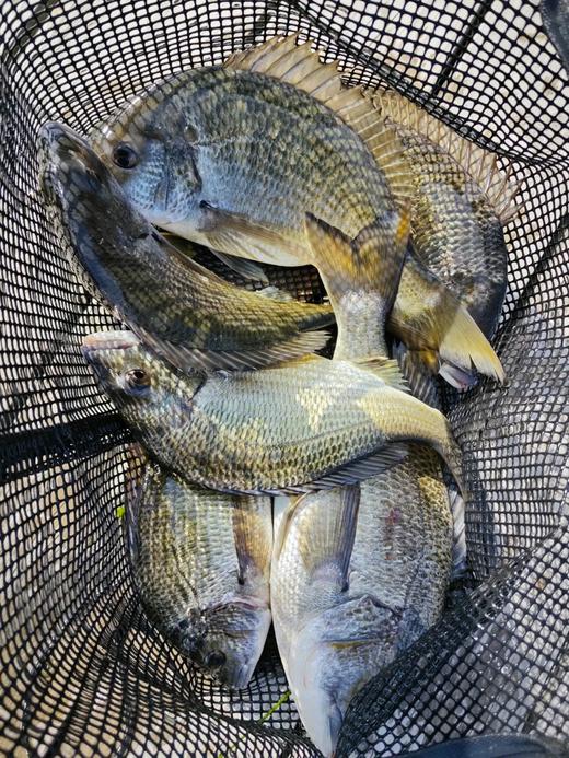 港岛姑娘 海钓海捕黑鲷鱼黑翅鱼色泽鲜亮极速冷链包邮到家活冻 商品图3