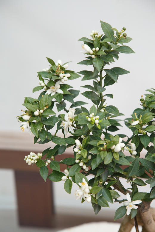 八房柑 商品图2