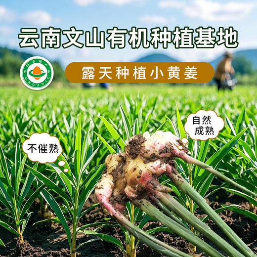 云南有机小黄姜 | 产自云南文山 荣获中国有机证明 颜色黄亮 不黑心不烂牙 姜味浓郁 口感辛辣 营养丰富 百搭调料 商品图9
