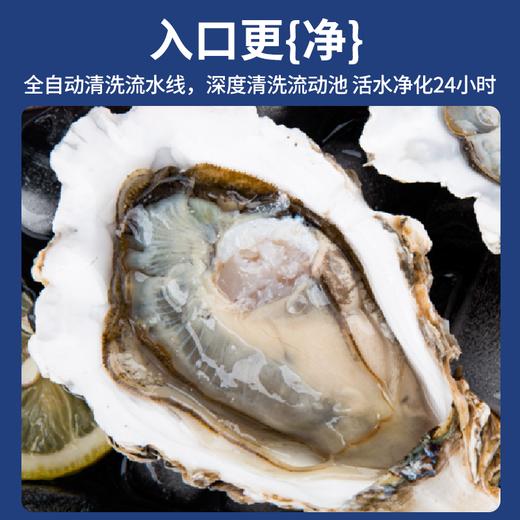 【分仓直发包邮】江鲜森·蚝礼258型16只装（3XL） 商品图4