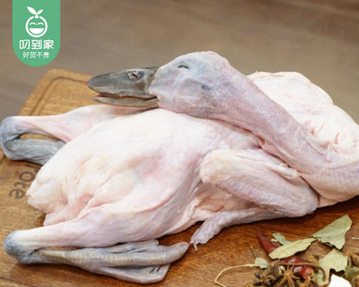 长泰山里养黑嘴老水鸭母/1只（900-1100g）生产日期：12月28日左右 商品图1