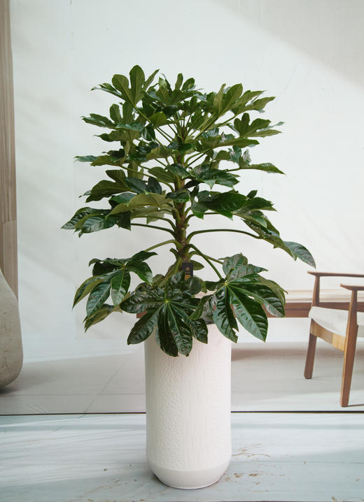 八角金盘 商品图0