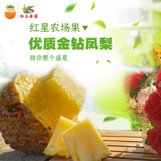 【广垦优品】广垦红星农场 | 红土金菠金钻凤梨 | 脆爽多汁 | 多规格选择 商品图2