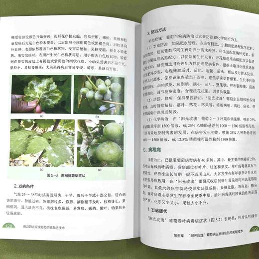 图说阳光玫瑰葡萄关键栽培技术 商品图5