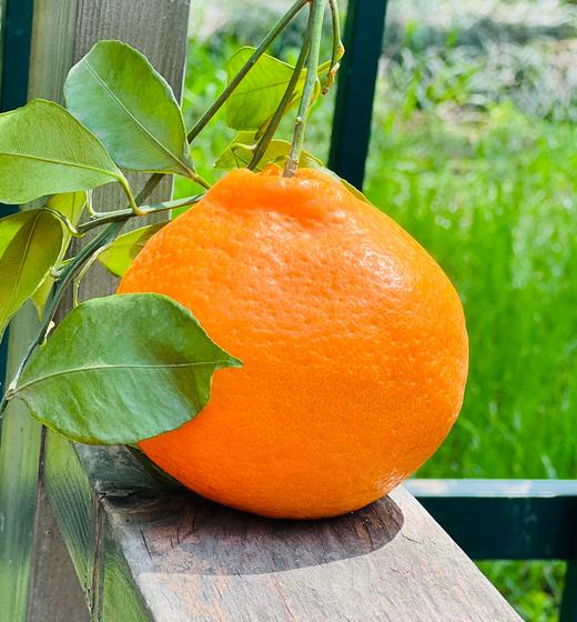 探蜜熊大雅柑|推荐一款柑橘，探蜜熊大雅蜜柑，限量版，柔软脆绿的皮轻轻一扯就全开了，里面藏着一片片的柔情蜜意，清新又温暖，难忘～ 商品图1