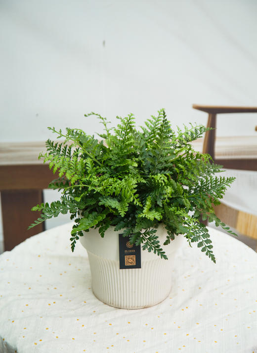 吉姆蕨 商品图0