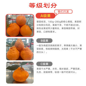 京鲜生 四川春见耙耙柑 净重5斤 单果180g起 生鲜水果柑橘桔子礼盒 商品图3