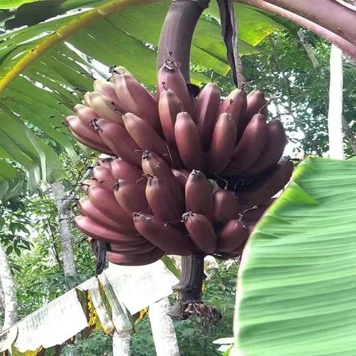 又叫“美人蕉”“红皮香蕉” 🍌淡淡兰花香 软糯香甜可口😋【海南水果咖啡蕉5斤净果礼盒】顺丰/京东陆运随机发 商品图5