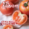 有机番茄西红柿（基地直发-顺丰/京东包邮） | 多种规格，来自四只瓢虫兄弟农场，生产者：詹志宇【合作生产，公平贸易】 商品缩略图0