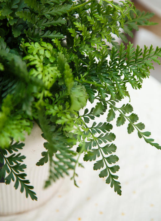 吉姆蕨 商品图2