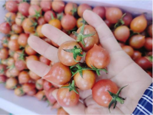 陈艺凯铁桃柿子一箱 商品图1