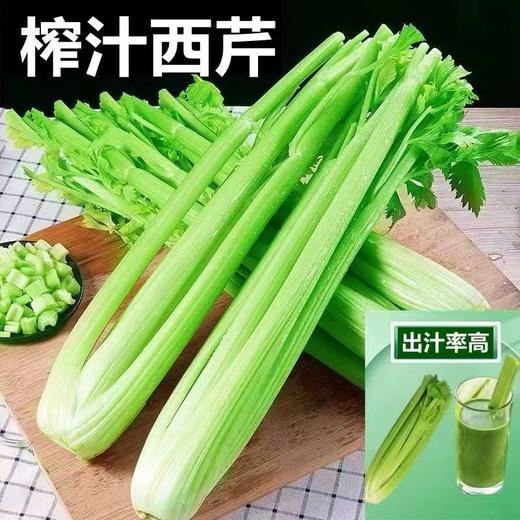 【山东好物】西芹  3斤/5斤 商品图1