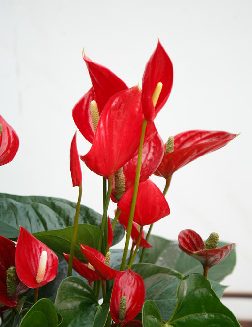 惊鸿红掌 商品图1