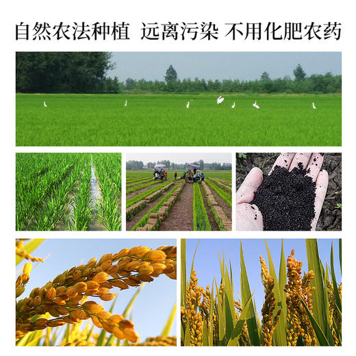 大米一级优质米梗米带胚芽五谷杂粮熬米油新米产地发 2.5kg 商品图1