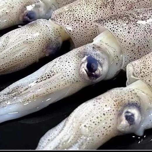 【京东包邮】450g*4盘79笔管鱼鲜活冷冻保留原浆原色零冰衣鲜度和肉质的韧劲基地直邮 商品图2