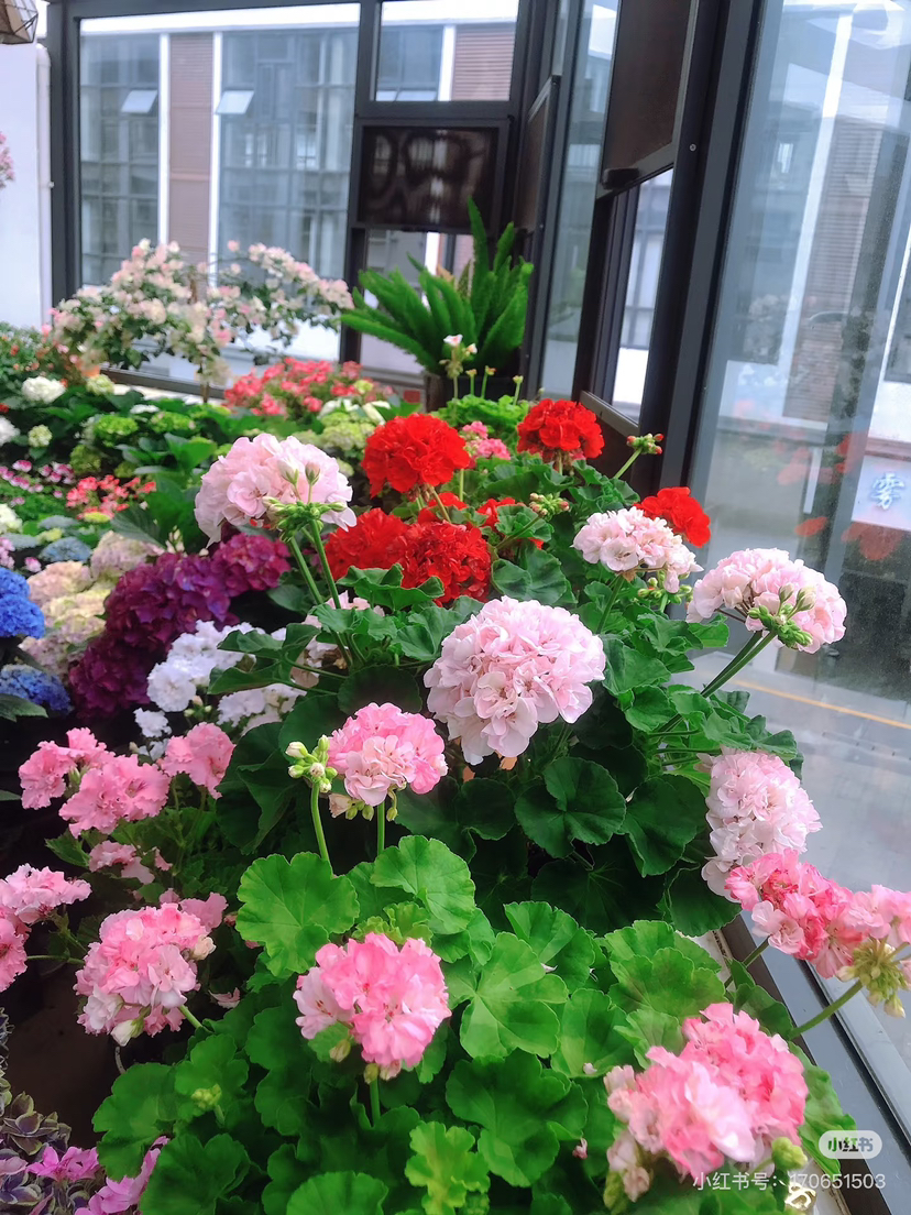 【绿植现货】绣球天竺葵20（开花机器 现货 下单即可到店自提）