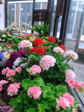 【绿植现货】绣球天竺葵20（开花机器 现货 下单即可到店自提）